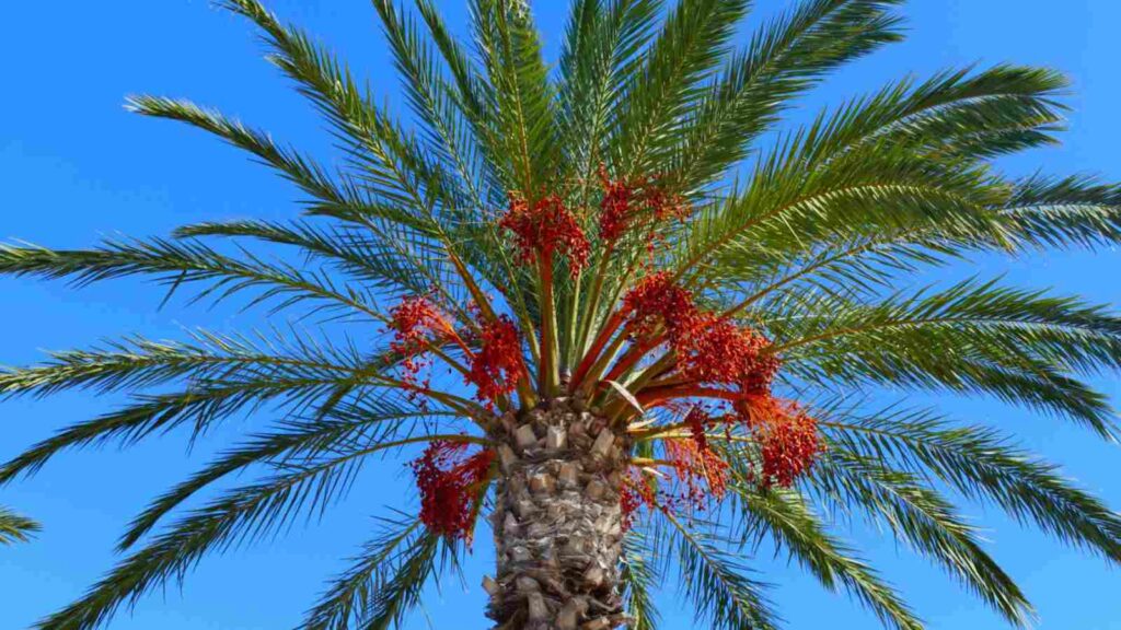 Date Palm 1024x576